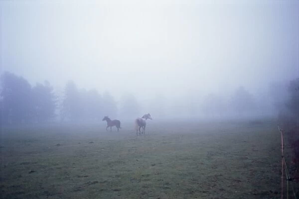 Horses running in mist