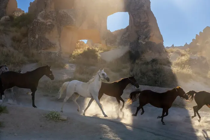 Framed Print : Horses running with rock formations in background, Goreme, Cappadocia, Anatolia, Turkey, Asia Minor, Asia Framed Print : Horses running with rock formations in background, Goreme, Cappadocia, Anatolia, Turkey, Asia Minor, Asia