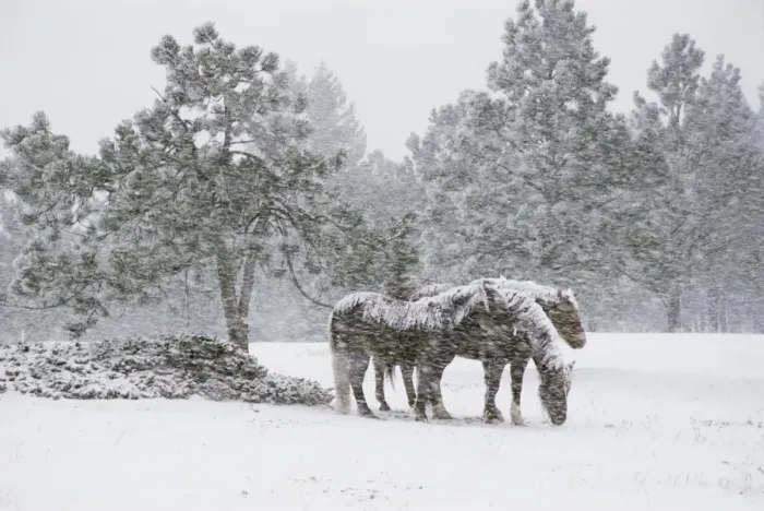 Framed Print : Horses in a snowstorm Framed Print : Horses in a snowstorm