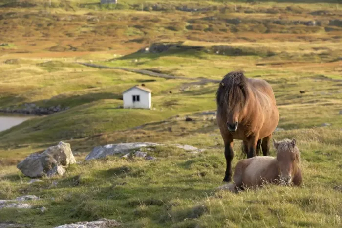 Framed Print : Horses, stallion and foal, Sandoy island, Faroe Islands, Denmark, Europe Framed Print : Horses, stallion and foal, Sandoy island, Faroe Islands, Denmark, Europe