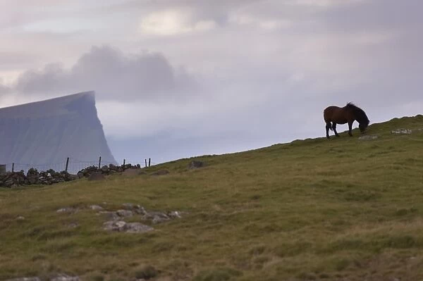 Horses, stallion, Sandoy Island, Faroe Islands, Denmark, Europe