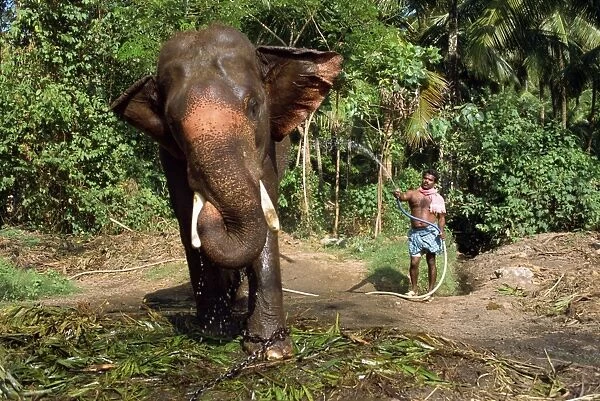 Hosing down elephant