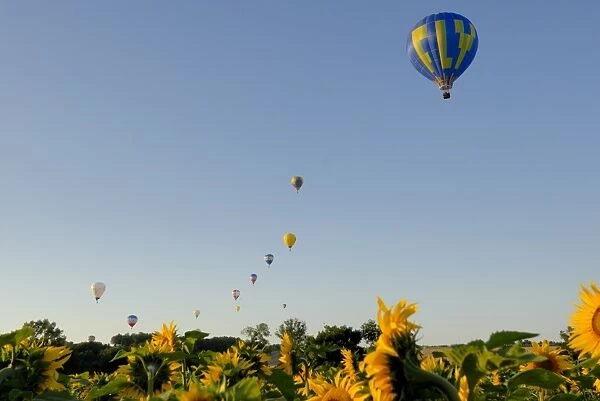 Hot air ballooning over fields of sunflowers in the early morning, Charente