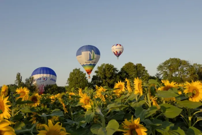 Framed Print : Hot air ballooning over fields of sunflowers in the early morning, Charente Framed Print : Hot air ballooning over fields of sunflowers in the early morning, Charente