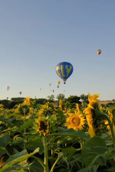 Framed Print : Hot air ballooning over fields of sunflowers in the early morning, Charente Framed Print : Hot air ballooning over fields of sunflowers in the early morning, Charente