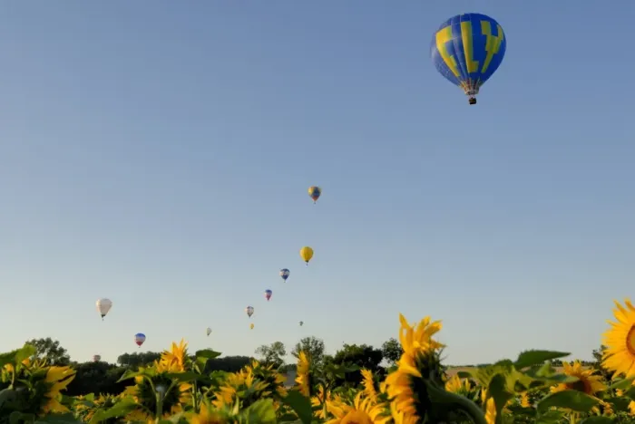 Framed Print : Hot air ballooning over fields of sunflowers in the early morning, Charente Framed Print : Hot air ballooning over fields of sunflowers in the early morning, Charente
