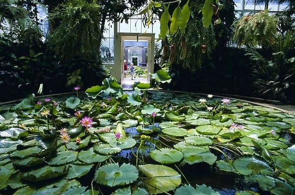 Hot house lily pond