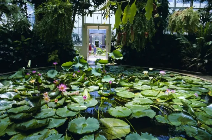Framed Print : Hot house lily pond Framed Print : Hot house lily pond