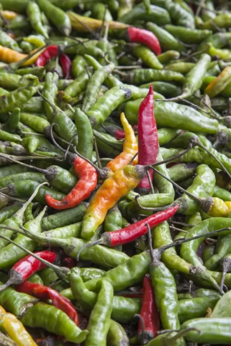 Framed Print : Hot peppers of various color used as food in Indian cuisine considered one of Framed Print : Hot peppers of various color used as food in Indian cuisine considered one of