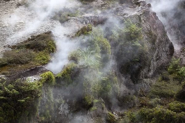 Hot steam, Craters of the Moon Thermal Area, Taupo, North Island, New Zealand, Pacific