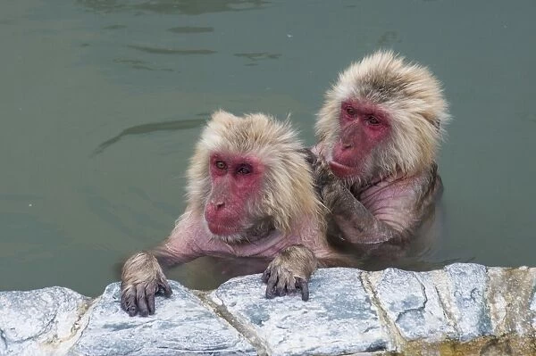 Hot-tubbing monkeys, Hakodate, Hokkaido, Japan, Asia
