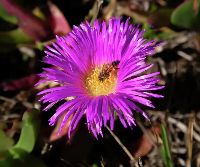 Framed Print : Hottentot fig (Carpobrotus edulis) flower, South African succulent plant now found in Europe, Australia and the Americas, Bermuda