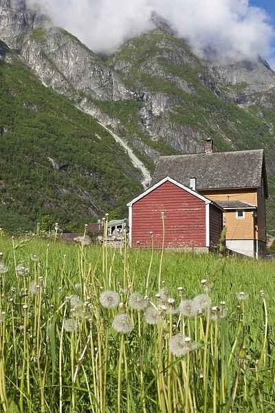 House and field with dandelions, backed by mountains, Eidfjord, Hardangerfjord, Norway, Scandinavia, Europe