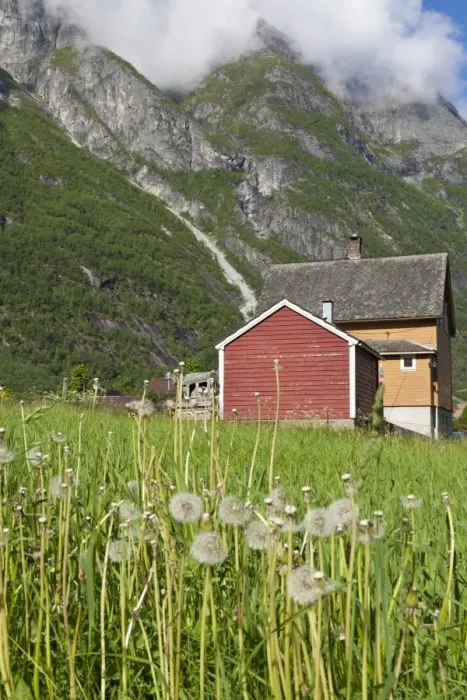 Framed Print : House and field with dandelions, backed by mountains, Eidfjord, Hardangerfjord, Norway, Scandinavia, Europe Framed Print : House and field with dandelions, backed by mountains, Eidfjord, Hardangerfjord, Norway, Scandinavia, Europe