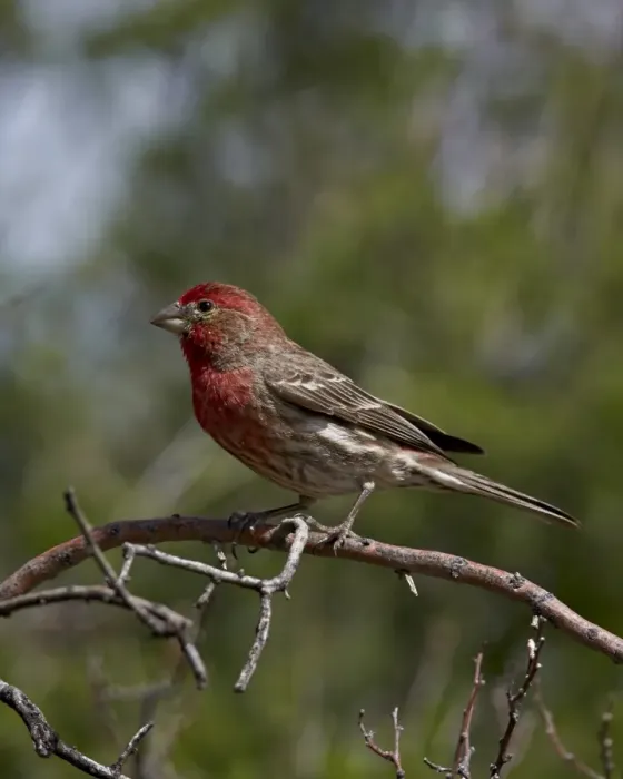 Framed Print : House finch (Carpodacus mexicanus), male, Chiricahuas, Coronado National Forest, Arizona, United States of America, North America Framed Print : House finch (Carpodacus mexicanus), male, Chiricahuas, Coronado National Forest, Arizona, United States of America, North America