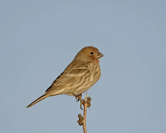 Framed Print : House finch (Carpodacus mexicanus), City of Rocks State Park, New Mexico