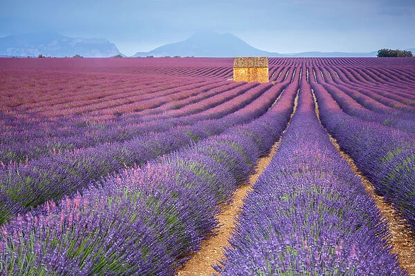 House in a lavender field at sunset, Plateau de Valensole, Alpes-de-Haute-Provence