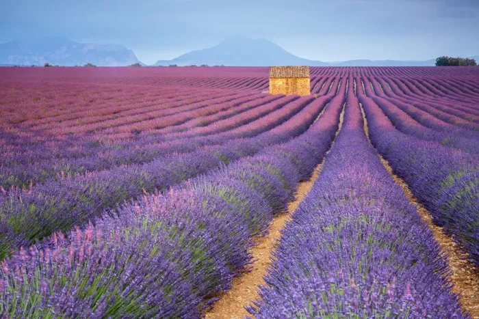 Framed Print : House in a lavender field at sunset, Plateau de Valensole, Alpes-de-Haute-Provence Framed Print : House in a lavender field at sunset, Plateau de Valensole, Alpes-de-Haute-Provence