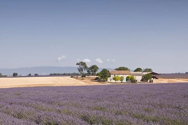 A house amongst lavender fields on the Plateau de Valensole, Alpes de Haute-Provence, Provence, France, Europe