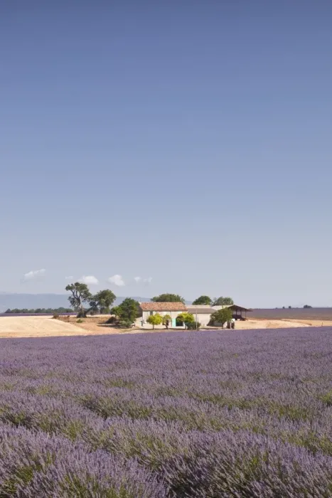 Framed Print : A house amongst lavender fields on the Plateau de Valensole, Alpes-de-Haute-Provence, Provence, France, Europe Framed Print : A house amongst lavender fields on the Plateau de Valensole, Alpes-de-Haute-Provence, Provence, France, Europe