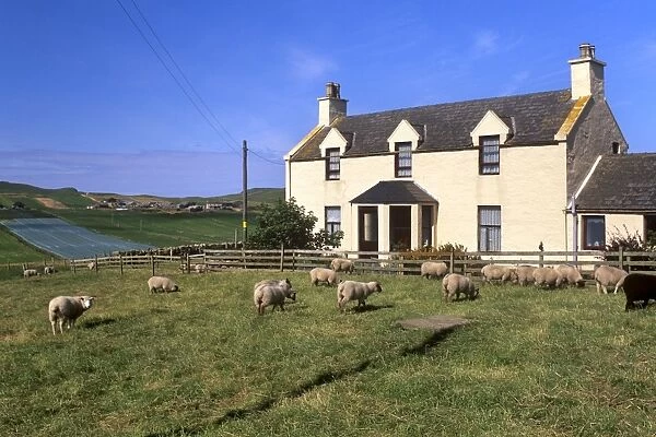 House and sheep, Ringasta, South Mainland, Shetland Islands, Scotland, United Kingdom