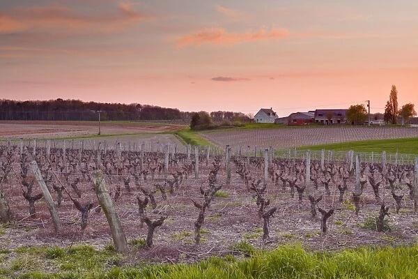 A house sits amongst the vineyards near to the town of Blere, Indre-et-Loire, Centre, France, Europe