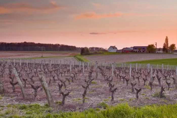 Framed Print : A house sits amongst the vineyards near to the town of Blere, Indre-et-Loire, Centre, France, Europe