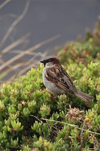 House sparrow, St. Marys, Isles of Scilly, United Kingdom, Europe