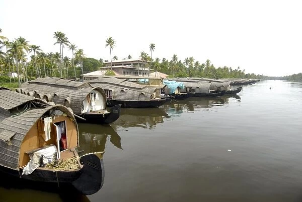 Houseboats moored in the backwaters of Alleppey, Kerala, India
