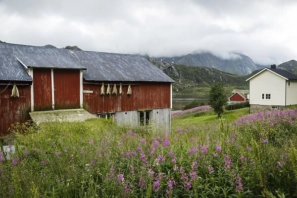 Houses in Tangstad, Vestvagoy commune, Lofoten Islands, Arctic, Norway, Scandinavia, Europe