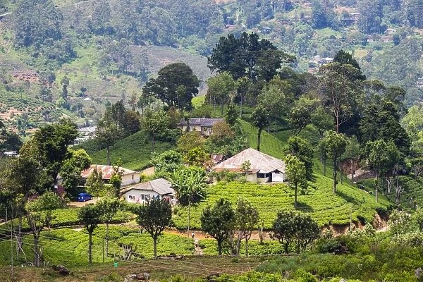 Houses on a tea estate in Haputale, Sri Lanka Hill Country, Sri Lanka, Asia