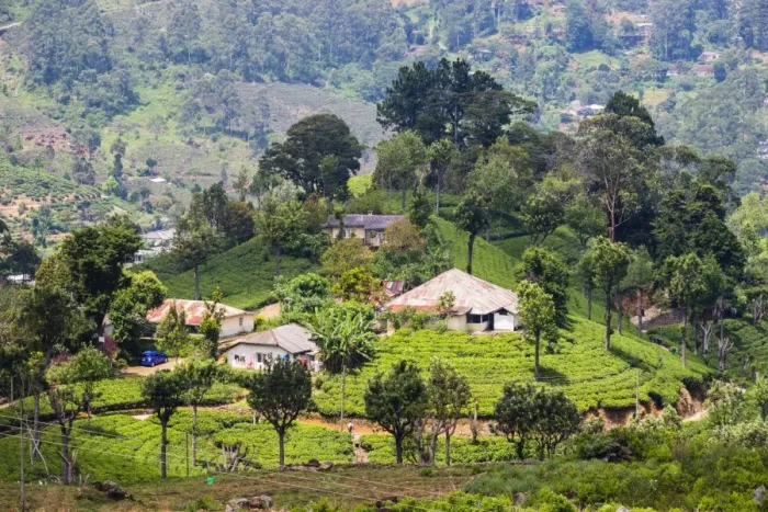 Framed Print : Houses on a tea estate in Haputale, Sri Lanka Hill Country, Sri Lanka, Asia