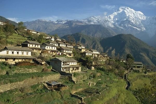 Houses and terraced fields at Gurung village