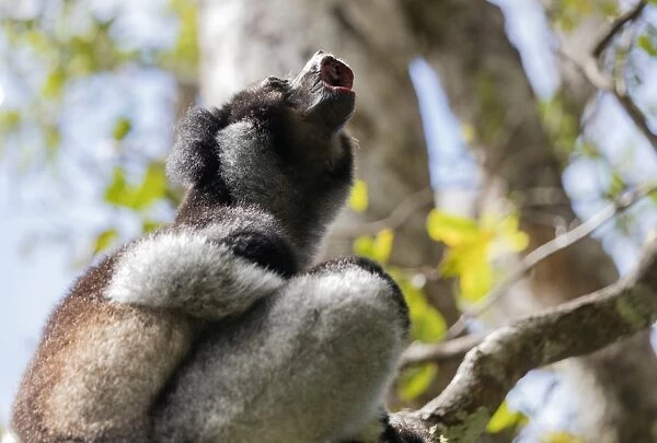 Howling Indri lemur (Indri indri), Analamazaotra Special Reserve, Andasibe, central area