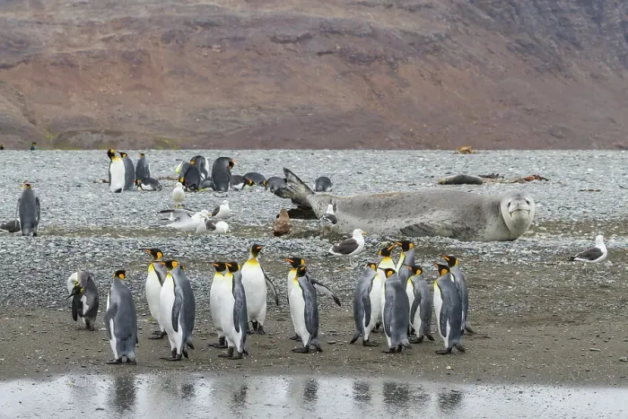 Framed Print : Huge adult male leopard seal (Hydrurga leptonyx) hauled out on the beach at Salisbury Plain in the Bay of Isles, South Georgia, Polar Regions