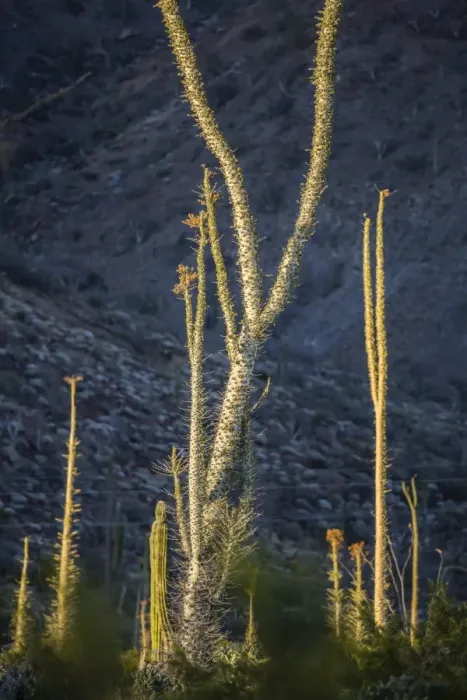 Framed Print : Huge Boojum tree (Cirio) (Fouquieria columnaris) at sunset near Bahia de Los Angeles Framed Print : Huge Boojum tree (Cirio) (Fouquieria columnaris) at sunset near Bahia de Los Angeles