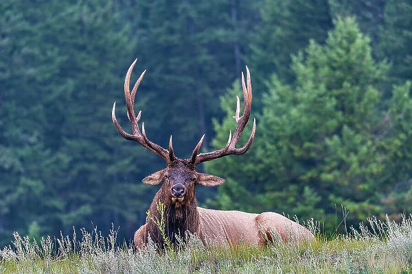 Huge deer, Jasper National Park, UNESCO World Heritage Site, Alberta, Canadian Rockies, Canada, North America