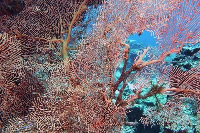 Framed Print : A huge Echinogorgia species sea fan, more than two metres across, on a coral reef in Gaafu Dhaalu atoll, Maldives Framed Print : A huge Echinogorgia species sea fan, more than two metres across, on a coral reef in Gaafu Dhaalu atoll, Maldives