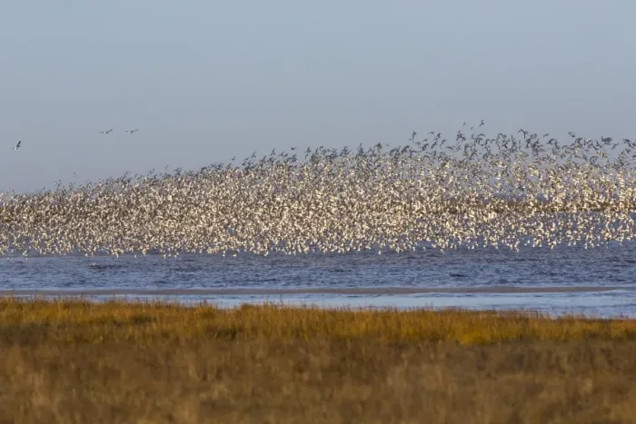 Framed Print : Huge flock of knot (Calidris canutus) in flight, Snettisham RSPB reserve, Norfolk Framed Print : Huge flock of knot (Calidris canutus) in flight, Snettisham RSPB reserve, Norfolk