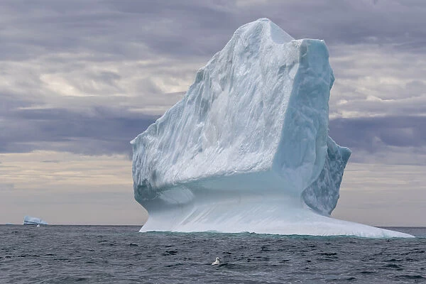 Huge icebergs at Cape Brewster, the easternmost point of the jagged