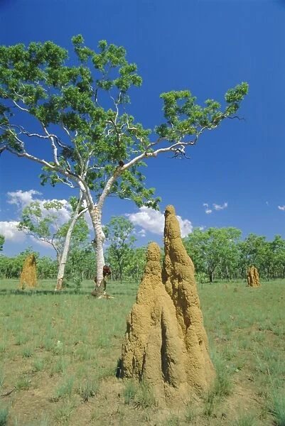 Huge termite nests or cathedrals at The Top End, Kakadu National Park