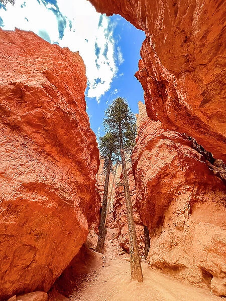 Huge trees growing in a slot canyon in Bryce Canyon National Park, Utah, United States of America, North America