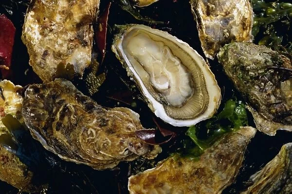 Huitres fines de claires (oysters), Ile de Re, Charente Maritime, France, Europe