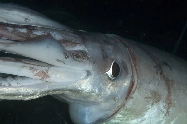 Humboldt (Jumbo) squid (Dosidicus gigas) underwater, Gulf of California, Baja California, Mexico, North America