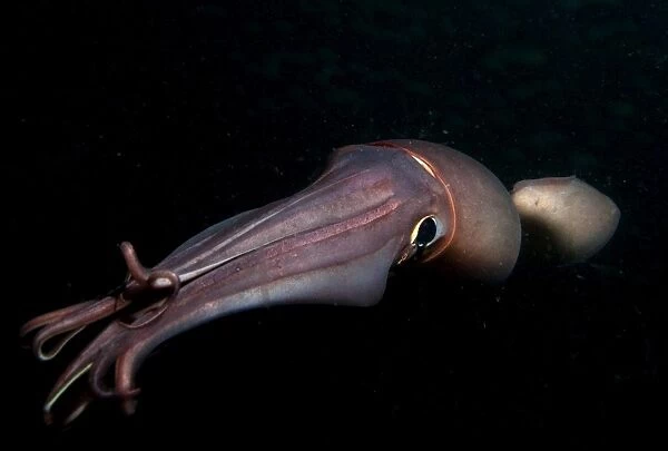 Humboldt (Jumbo) squid (Dosidicus gigas) swimming at night, Gulf of California, Baja California, Mexico, North America