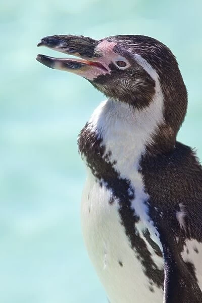Humboldt penguin in captivity, Oxfordshire, England, United Kingdom, Europe