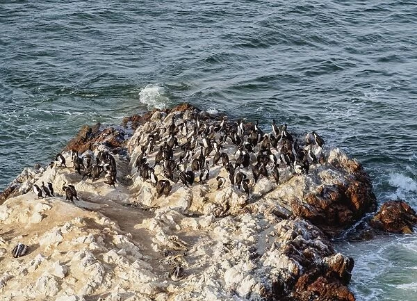 Humboldt penguins (Spheniscus humboldt) on the rock in Lagunillas, Paracas National Reserve