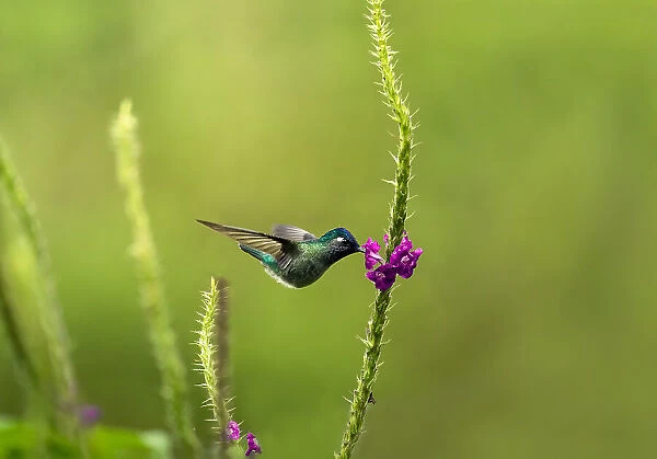 Hummingbird feeds from a rainforest flower, Costa Rica, Central America
