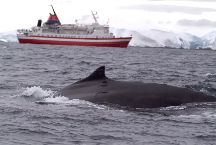 Framed Print : Humpback whale in front of cruise ship, Antarctica, Polar Regions