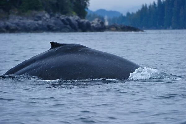 Humpback whale dives in the Pacific, Great Bear Rainforest, British Columbia, Canada, North America